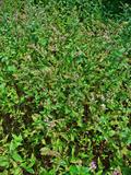 spear mint,common mint,garden mint,green pea mint,lamb mint,mackerel mint,marys herb,sage beth lehem